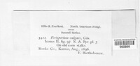 Preussia vulgaris image